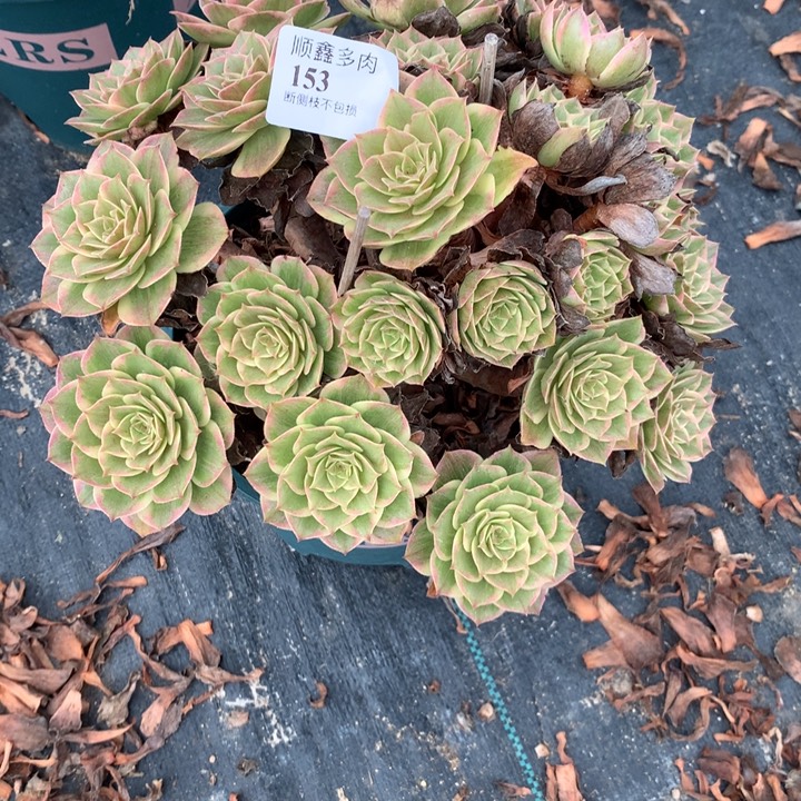 153莲花座多肉特价