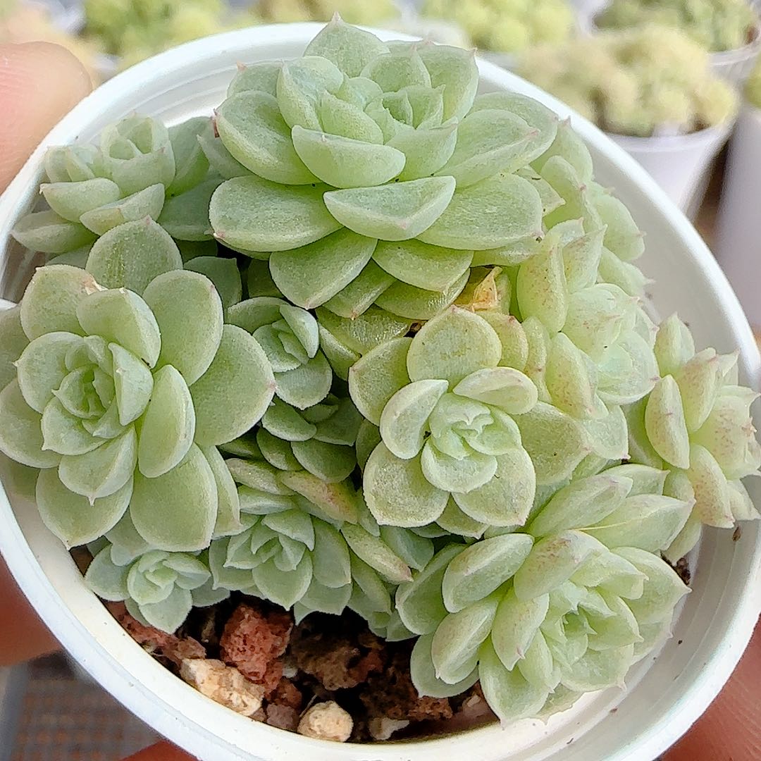 【闪购商品】1024-102优选麦杆