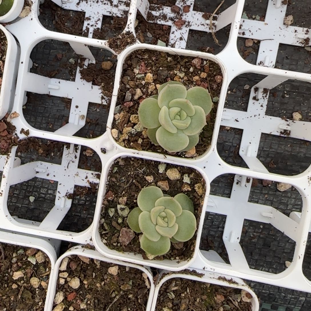 玉簪盆3床一个满25包邮