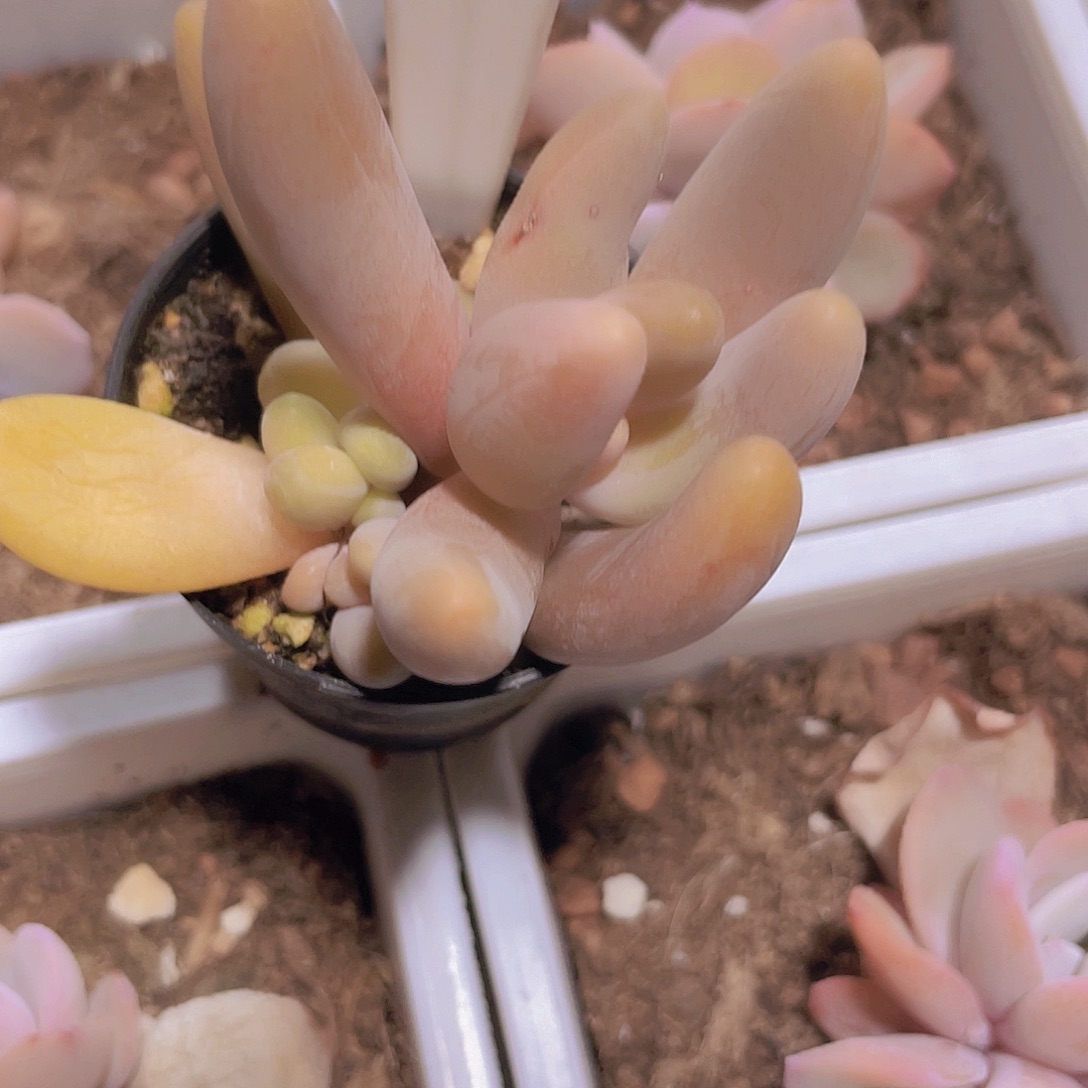 N****G手指a019一物一拍