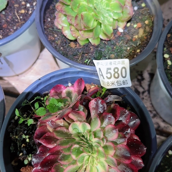 多肉法师海王缀化