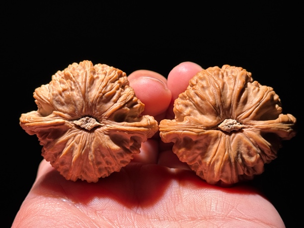 【闷尖白狮子】45尺文玩核桃