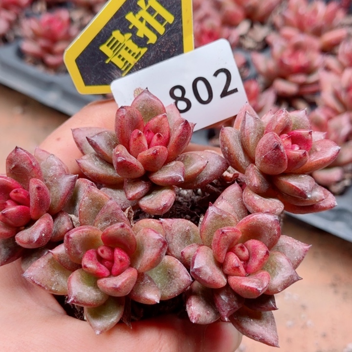 多肉植物多肉植物