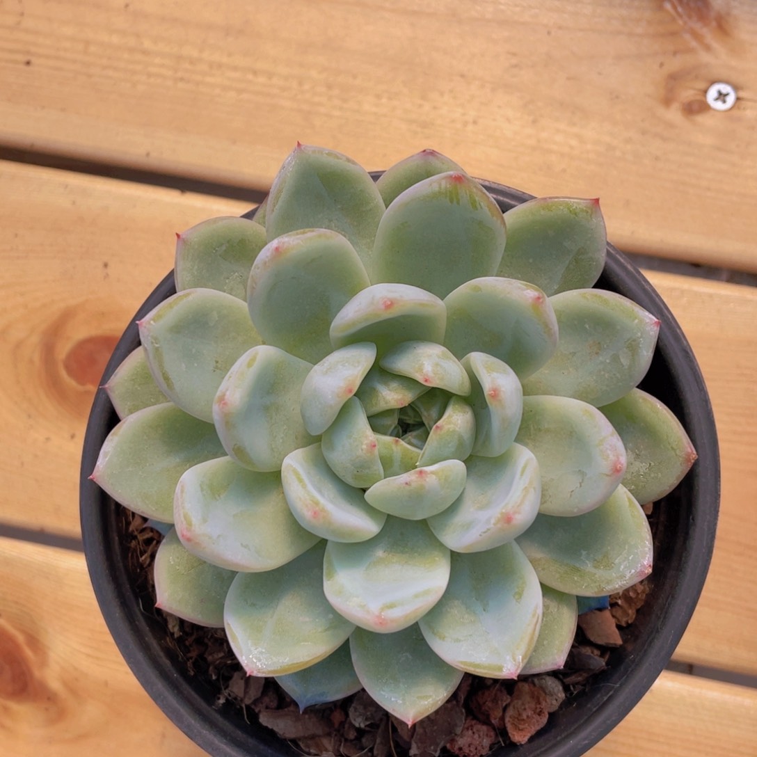 1269号 雪花珍妮母本大单头一个