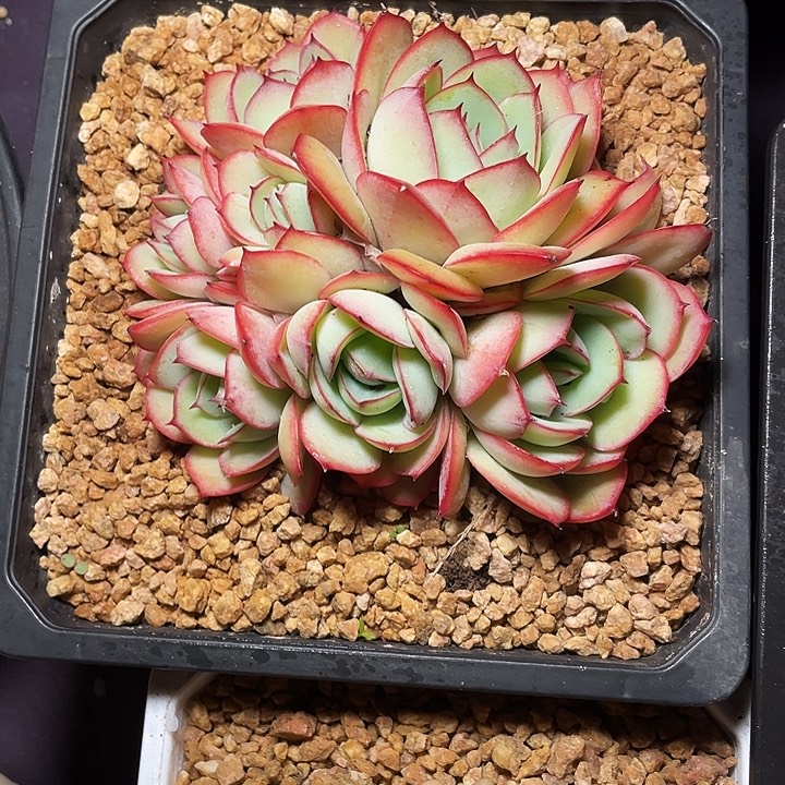 娱***星多肉牡丹亭带土发货