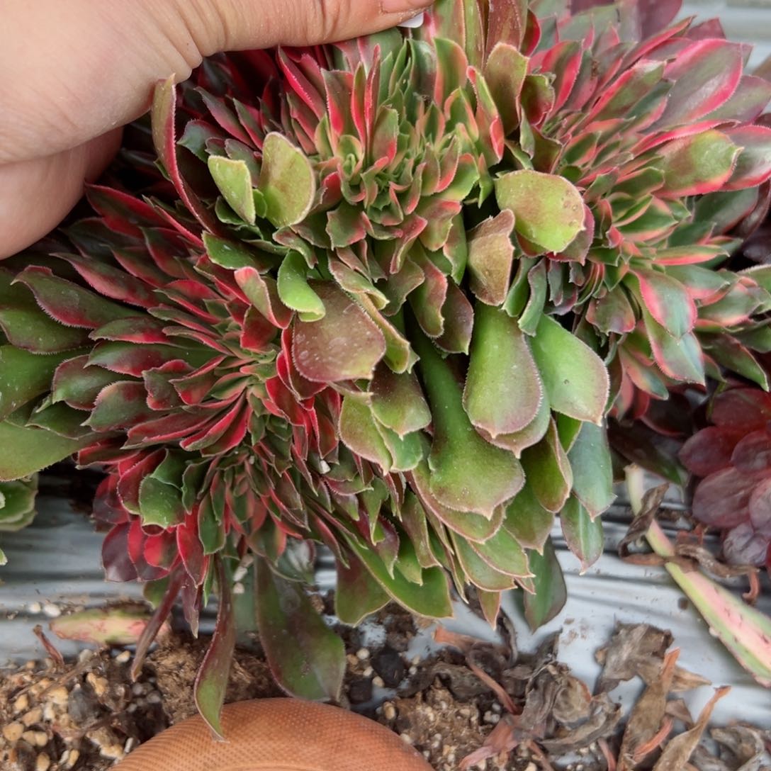 639 号多肉植物法师新年福利