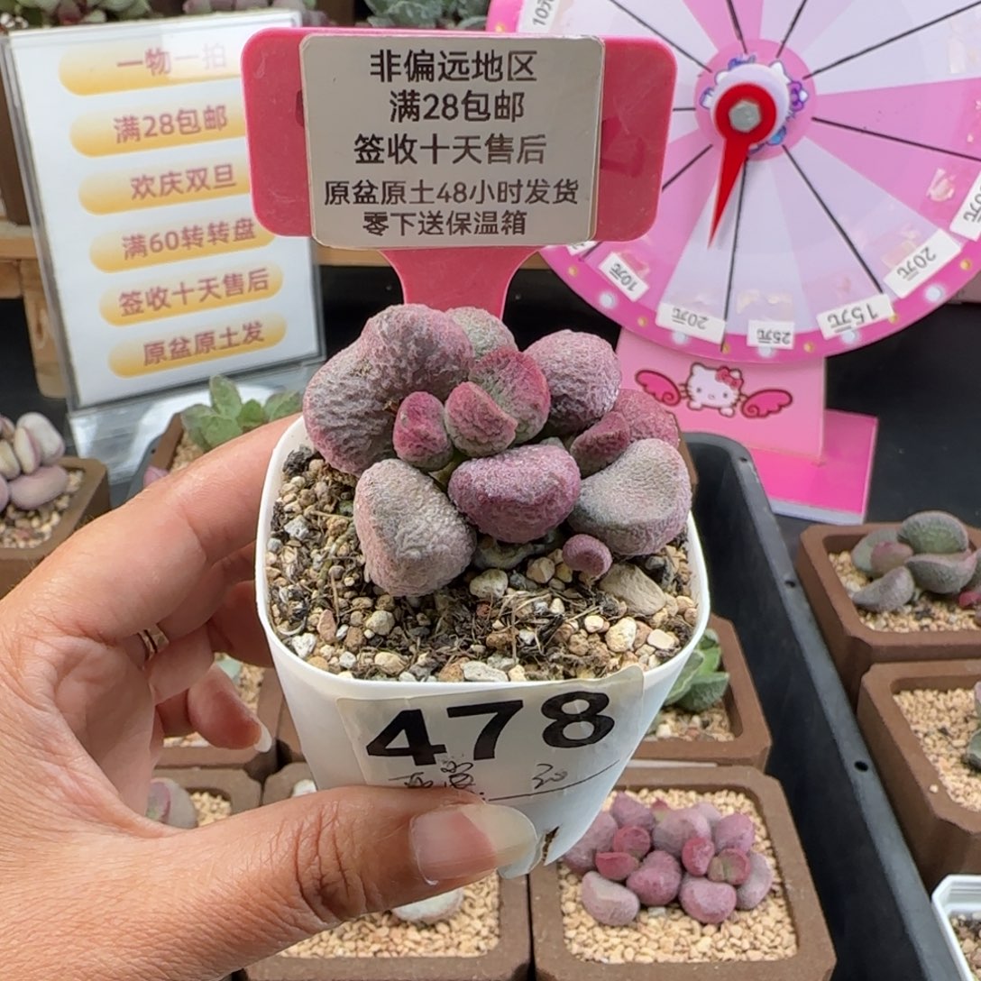 478亚当多肉植物微瑕