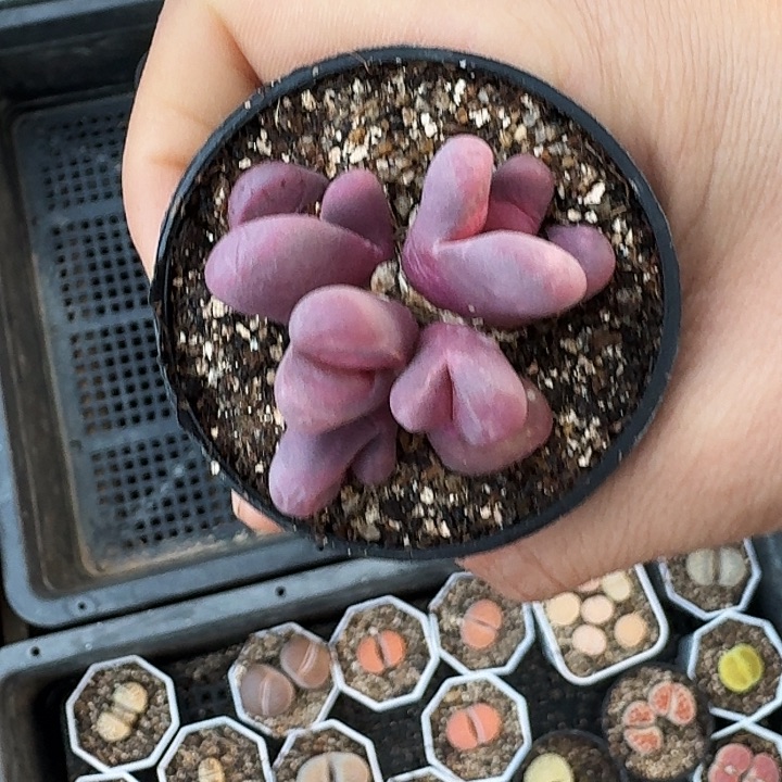 生石花111-1。      215