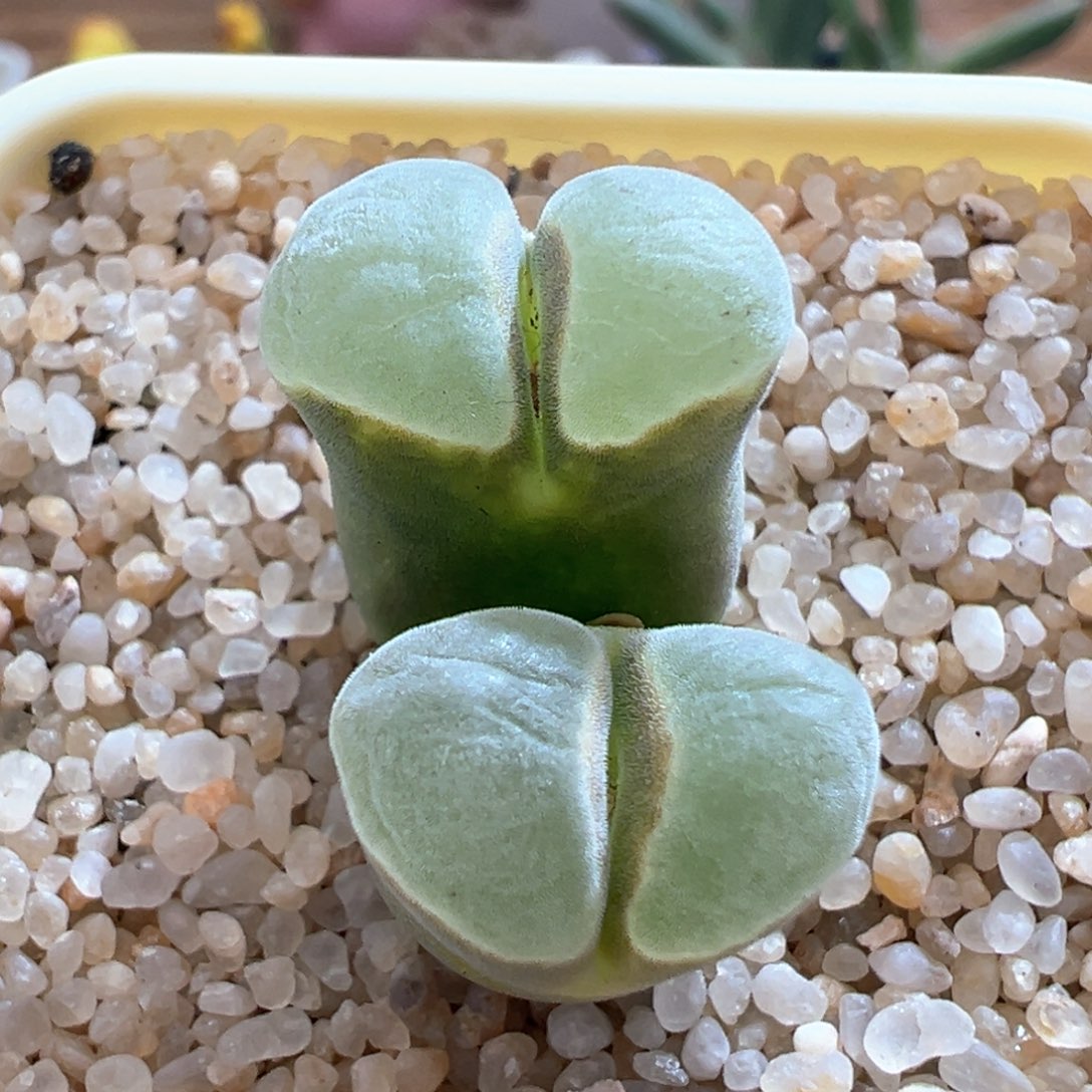 412。青蛙优选2151大母本