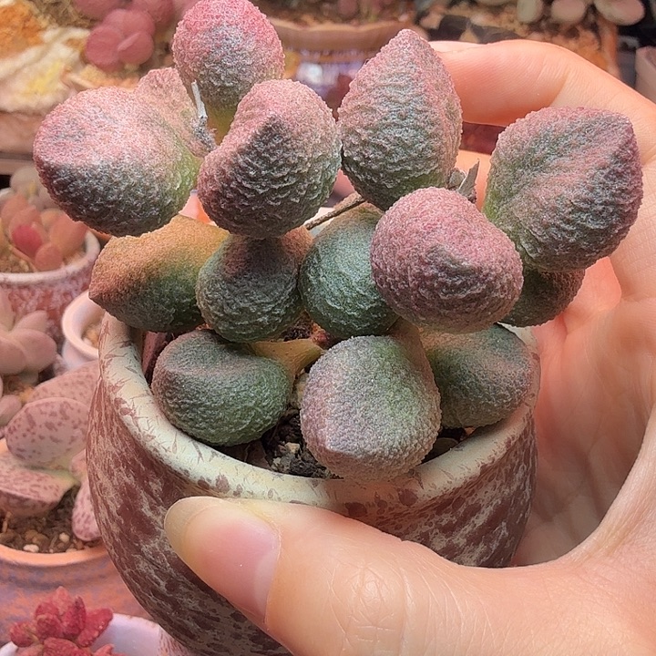                   水蜜桃。 