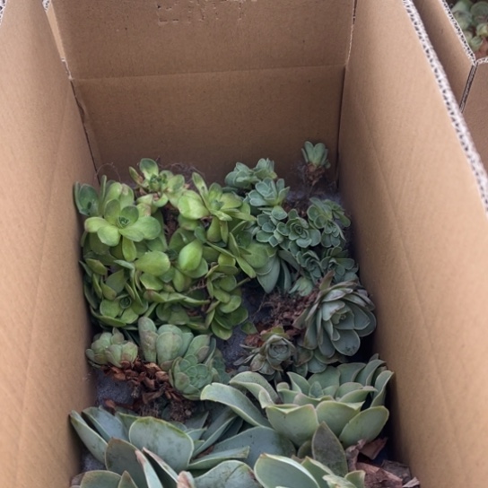 三碗004 四个群生四个单头量拍