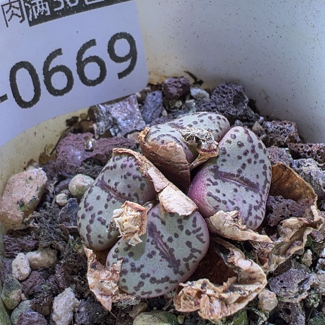 多肉植物111111111111111