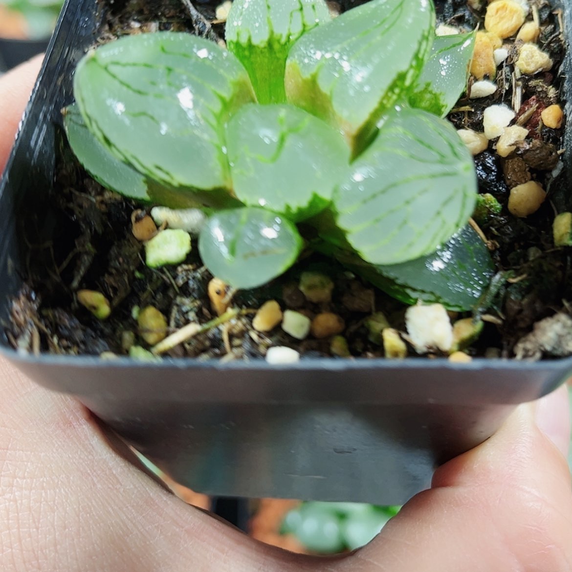 【闪购商品】虞美人