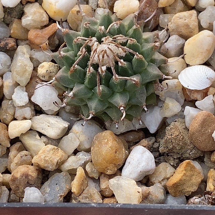 俞***洁安德森娇丽一个仙人球仙人掌