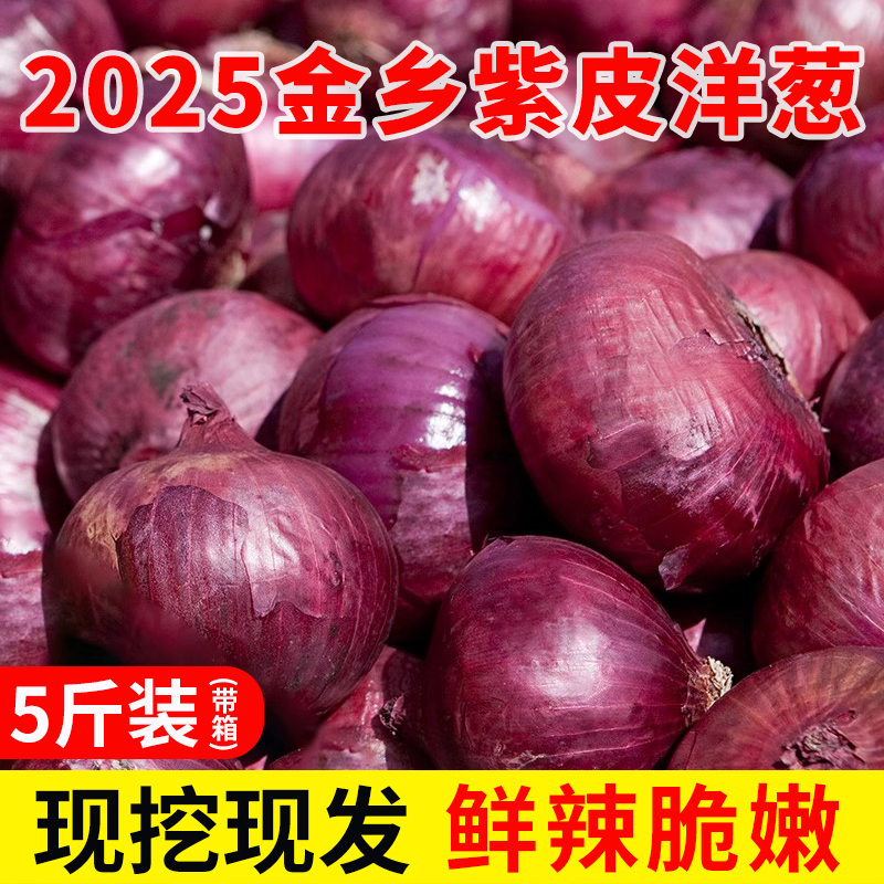新鲜现挖紫皮红洋葱 扁红洋葱脆甜生吃微甜微辣紫皮洋葱 5斤装