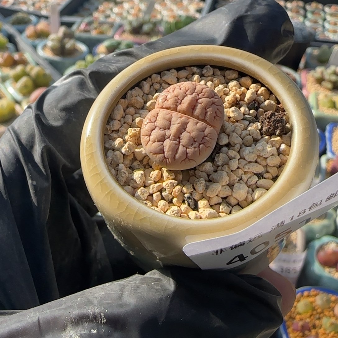 4051--一物一拍 带盆