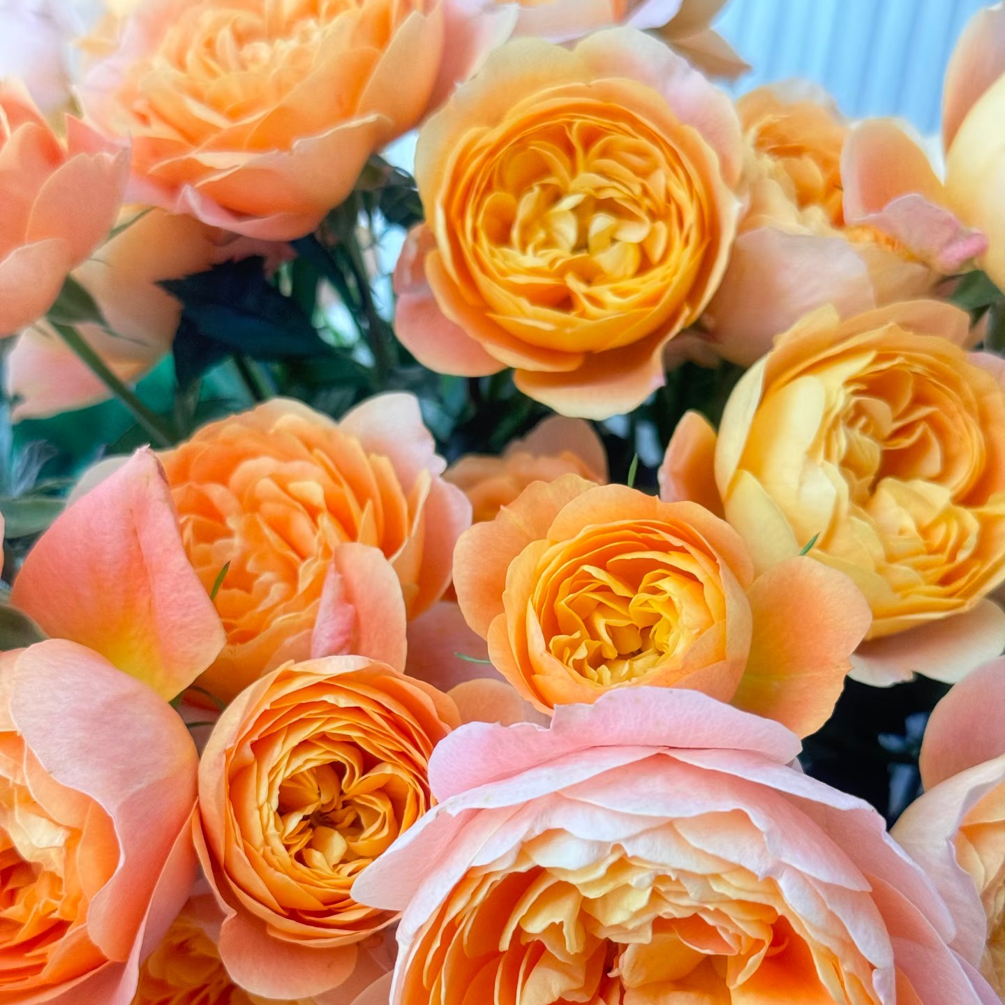 果汁阳台多头玫瑰5支一份