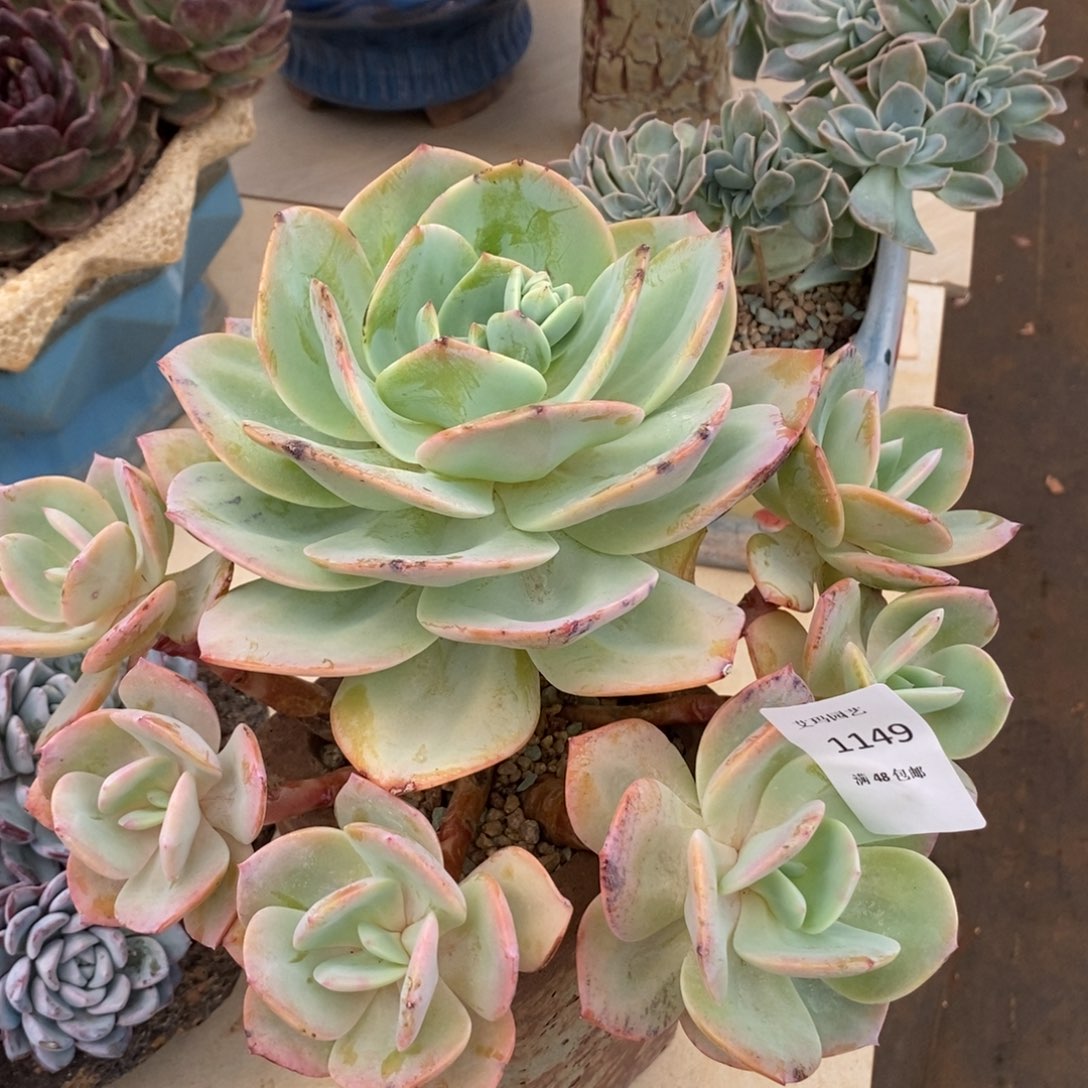 白凤无砍多肉多肉1149