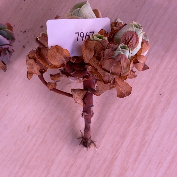 ω***笑7967山地玫瑰花群