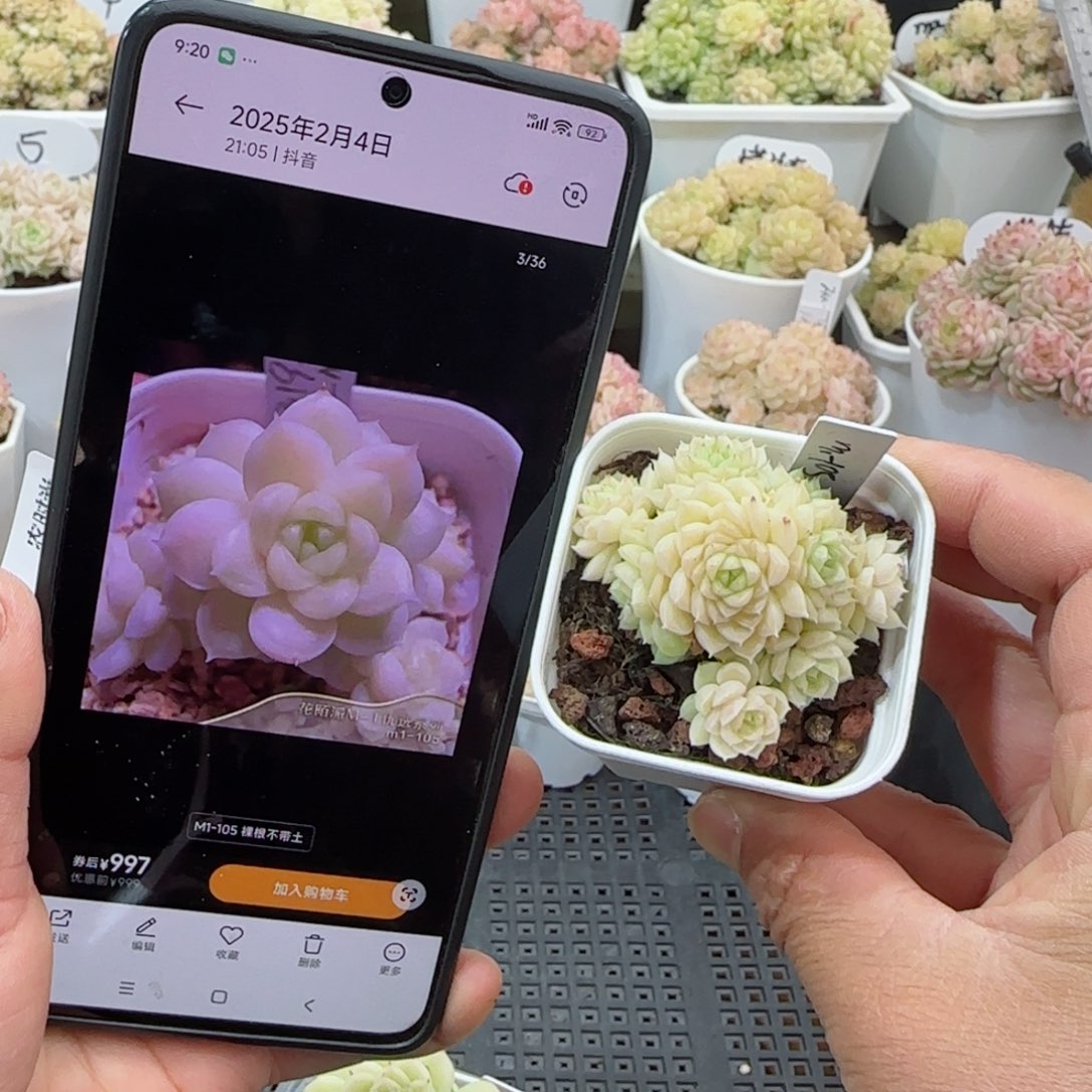 萍*【闪购商品】0306-6（m1-105）