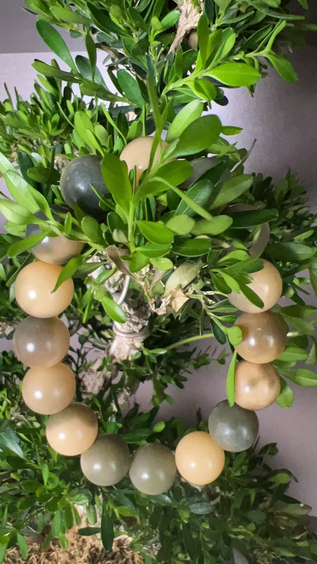 054小青柠 菩提1.2  单圈（无礼盒）