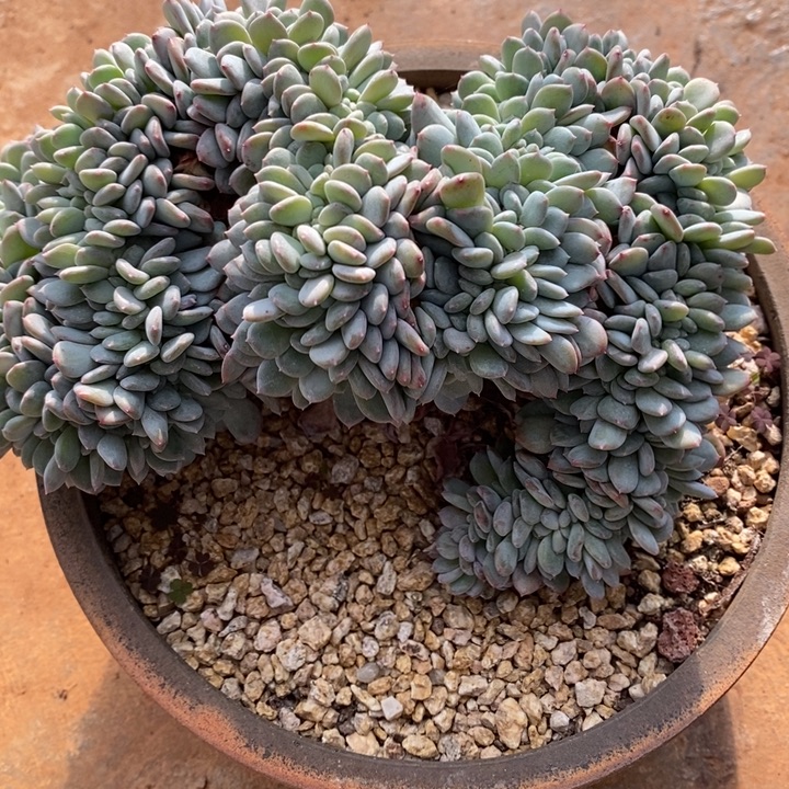 D688- 直播福利 缀化玛利亚