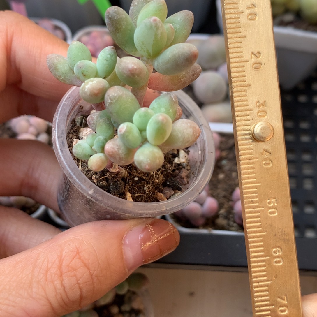 奶酪 不凑满28元发一片叶 不售后 到付