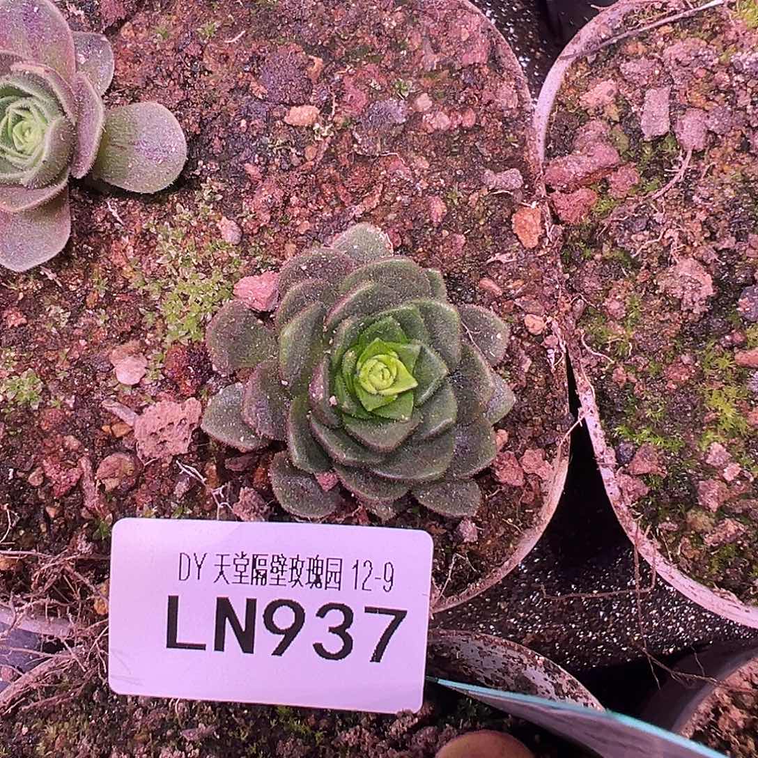 露妮937特殊毛绒Ｘ各种厚叶长芯