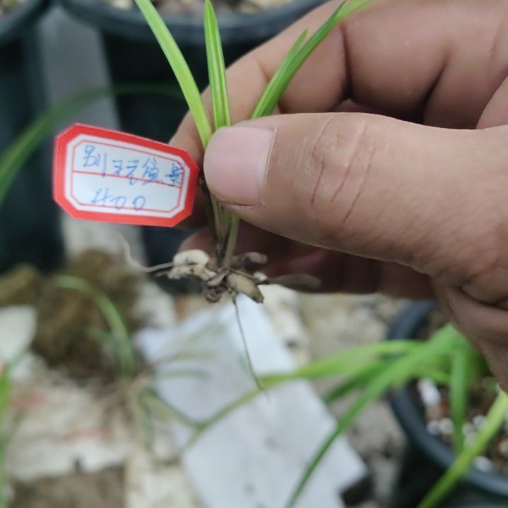 绿兰丝搞根不好不售后