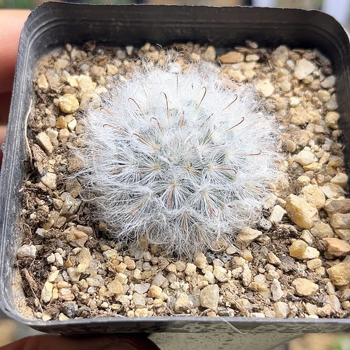 白云高沙一颗一物一拍