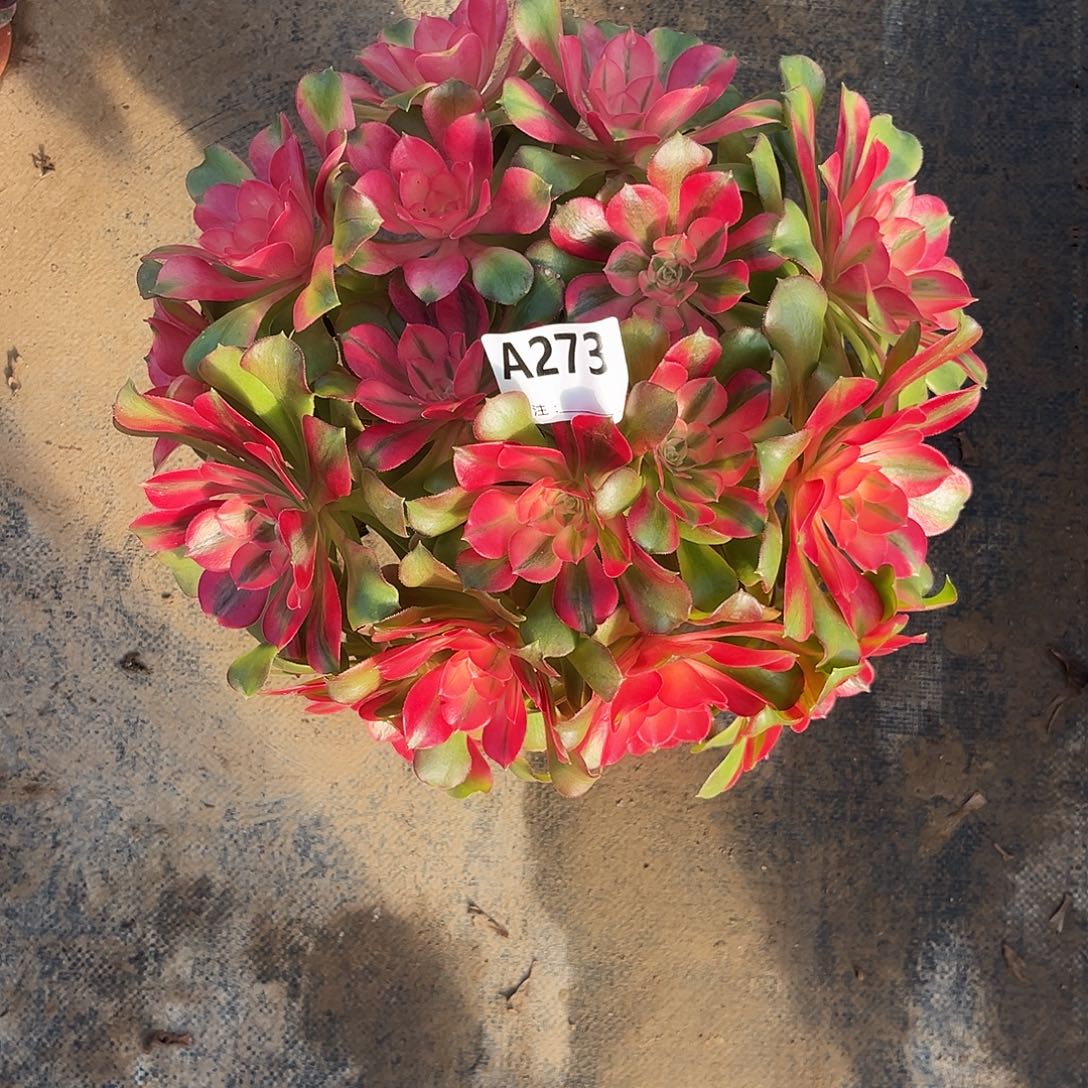 从林香妃273多肉植物