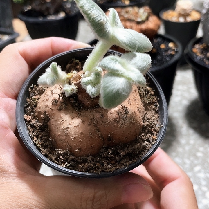 断崖女王5.5公分6666666