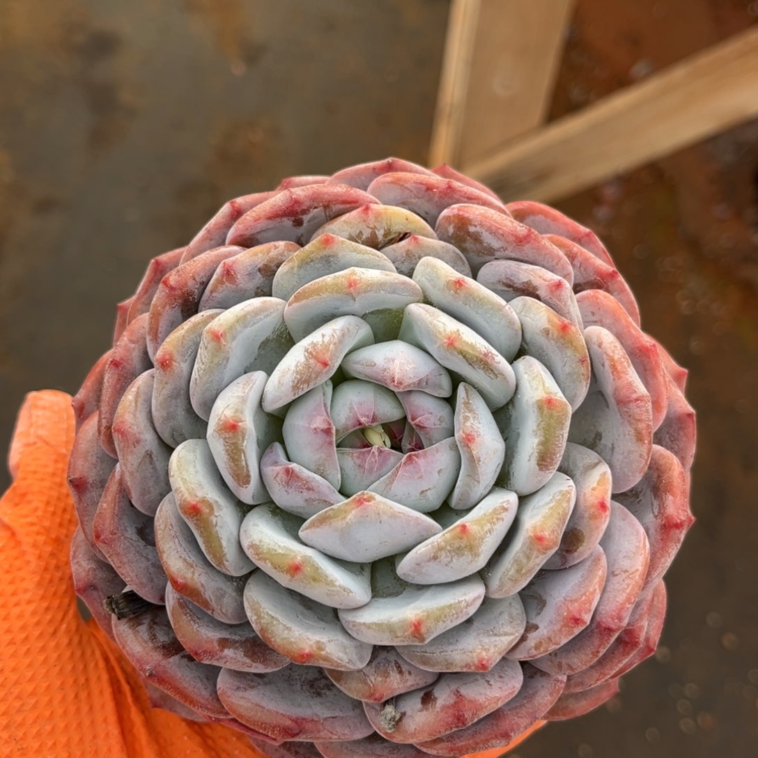 205号新疆西藏内蒙古不包邮