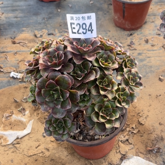 294枚金玫瑰不包断枝