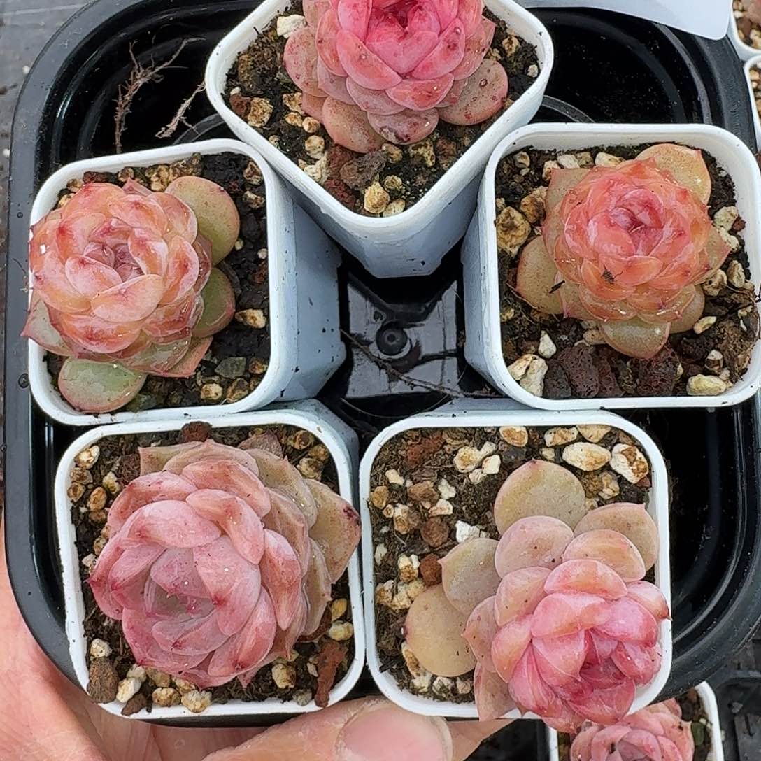 杂交新品珍妮多肉8