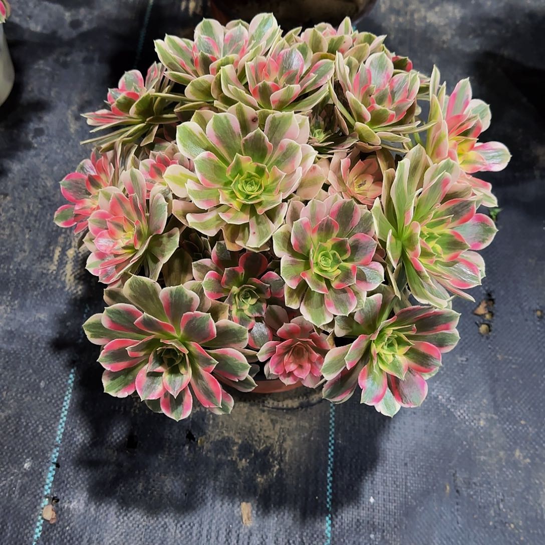 老庄粉女巫法师45.8