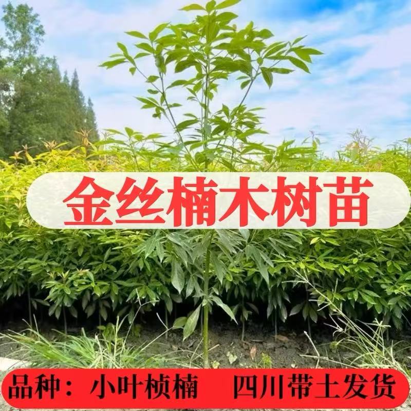 正宗四川金丝楠木小叶桢楠实拍土壤培育种植南方北方栽植发芽售后