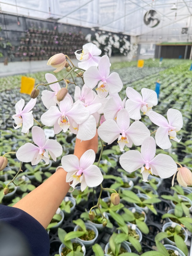 YSS1192  西蕾莉交香阿嫲   苗株 板植  微瑕疵