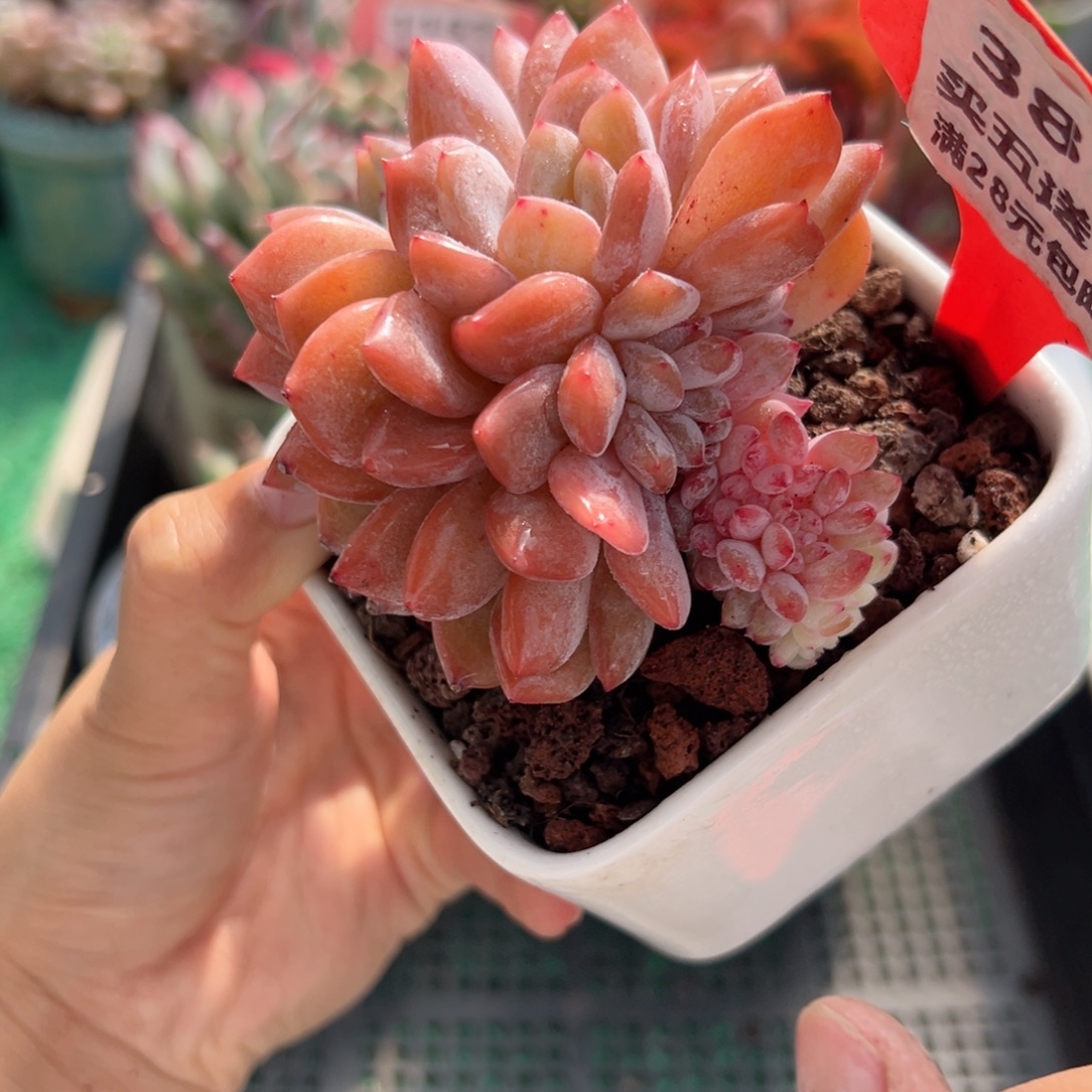 表妹精品多肉植物381.