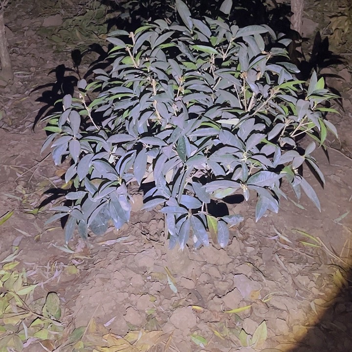 当前无花栽培后可以开花无*。