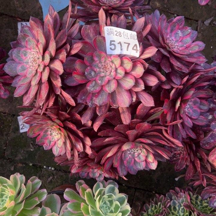 5174紫霞多肉植物