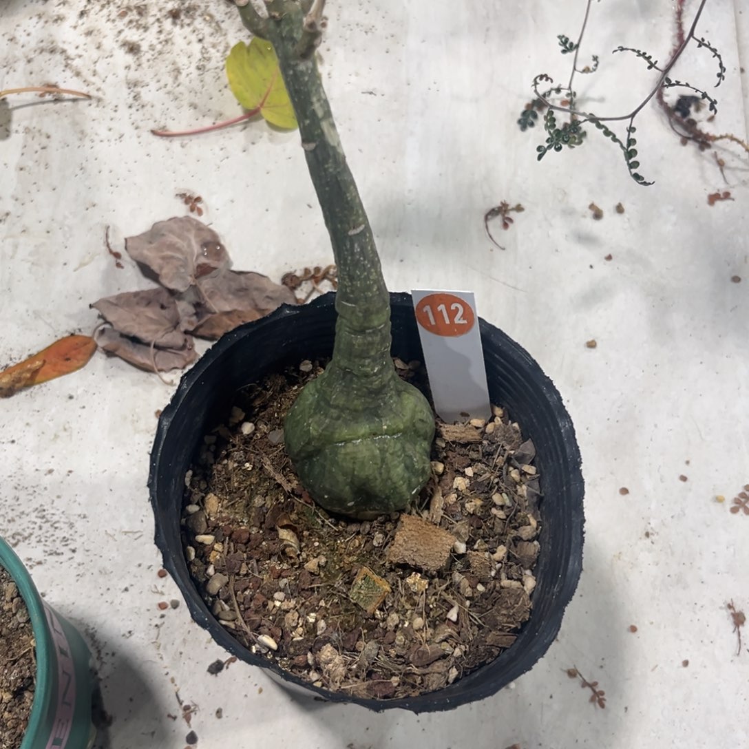 112红叶西番莲带盆带土发货