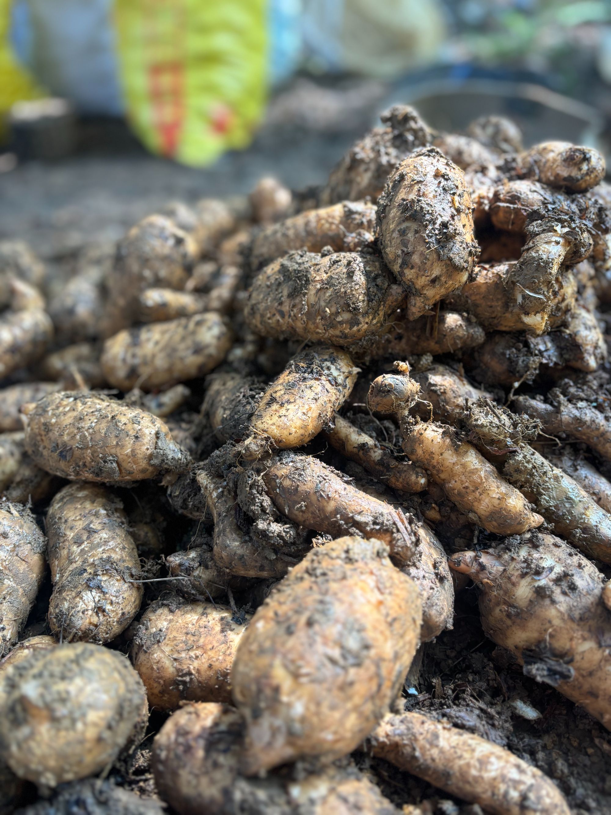 新鲜现挖天麻深山种植可炖鸡煲汤滋补品