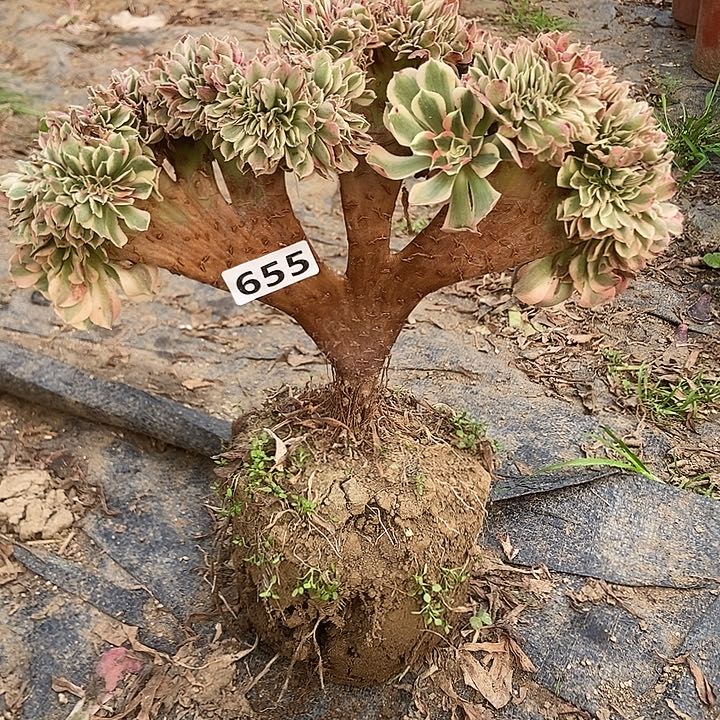 655粉女郎缀化老板子