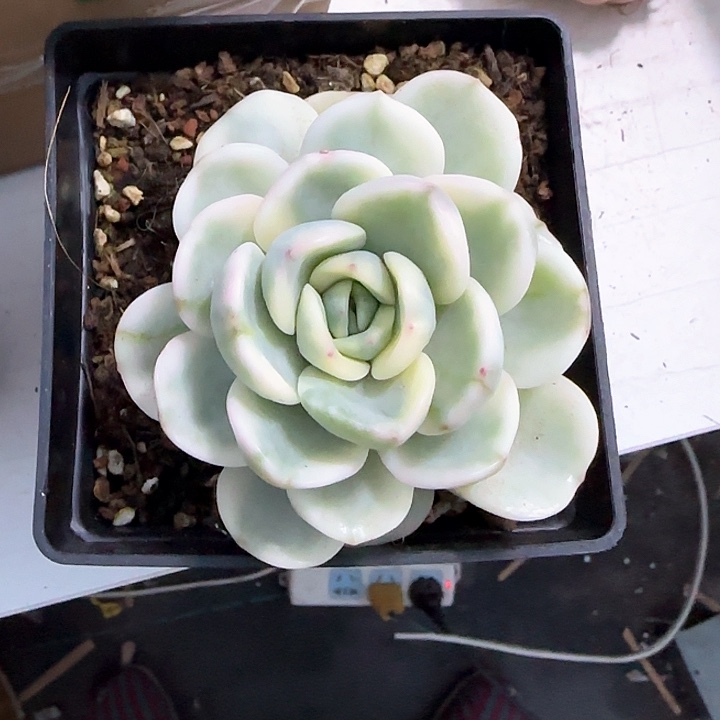 青蛙王子儿童牙膏111