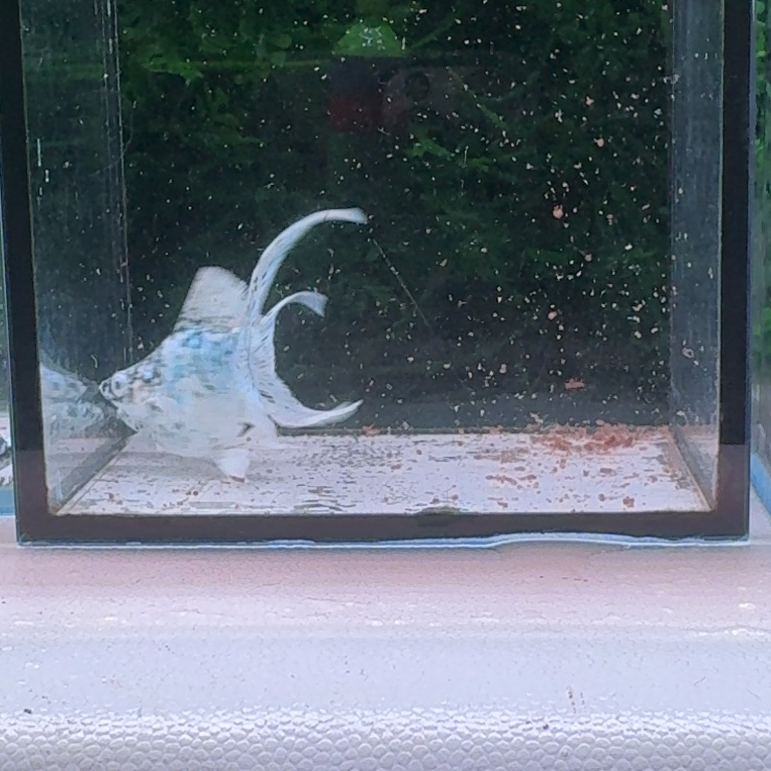 黑玛丽鱼889号玛丽2条