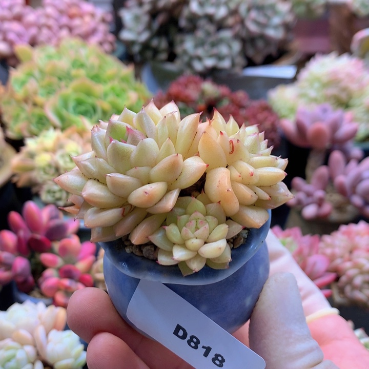 一物一拍含盆土满38包邮D818