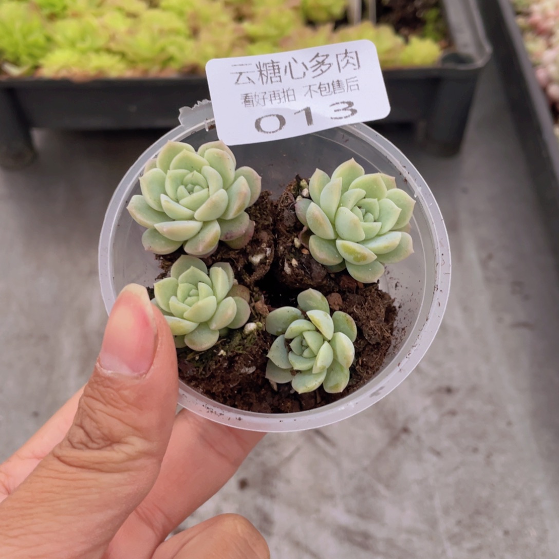 云糖心多肉植物13