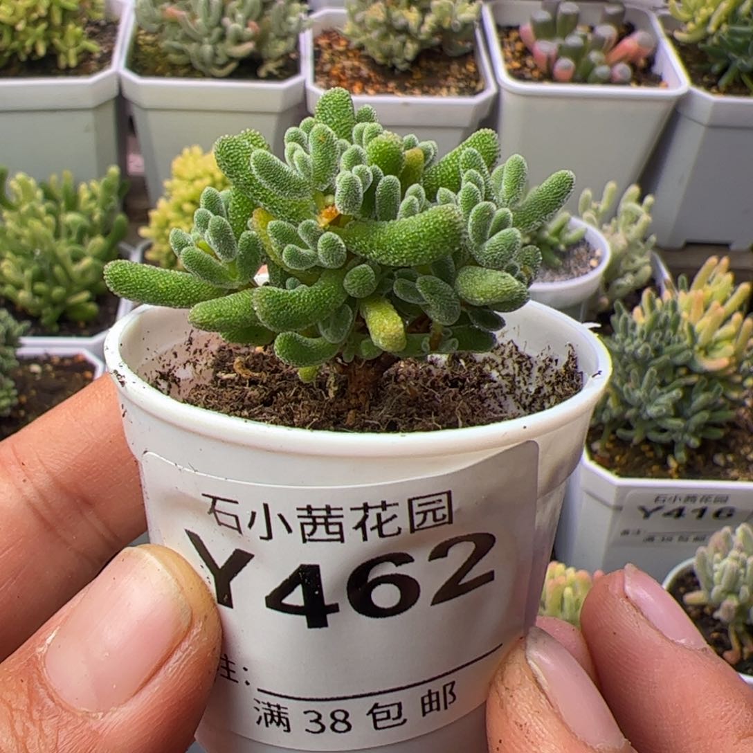 多肉植物枝干小星星