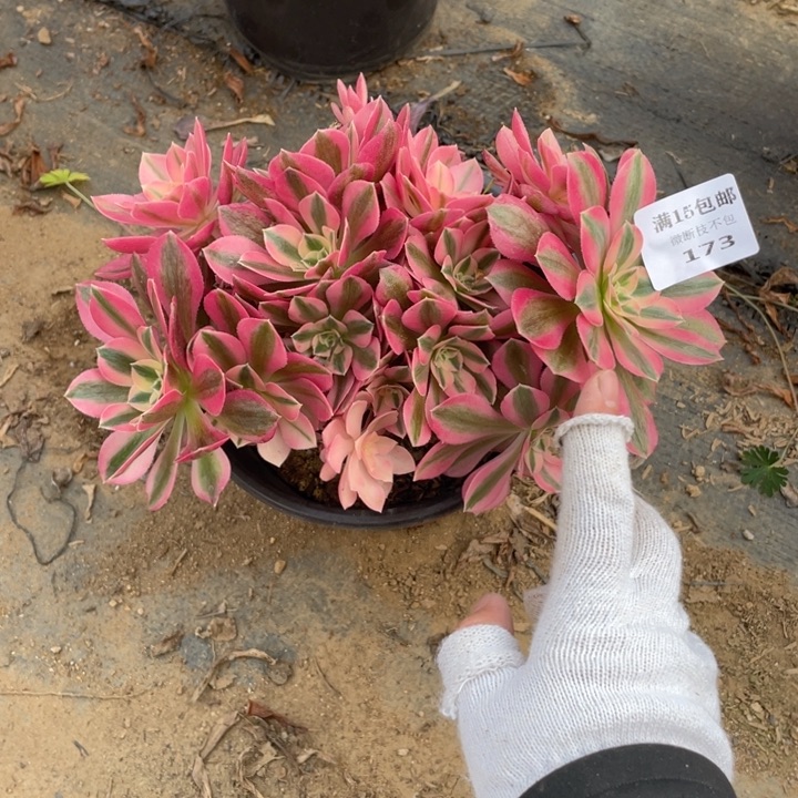 173分女法师断枝不售后